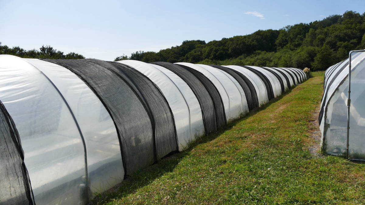 Řada fóliových tunelů na pěstování spiruliny na travnatém poli