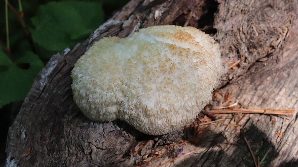 Plodnice korálovce ježatého vyrůstající z pařezu