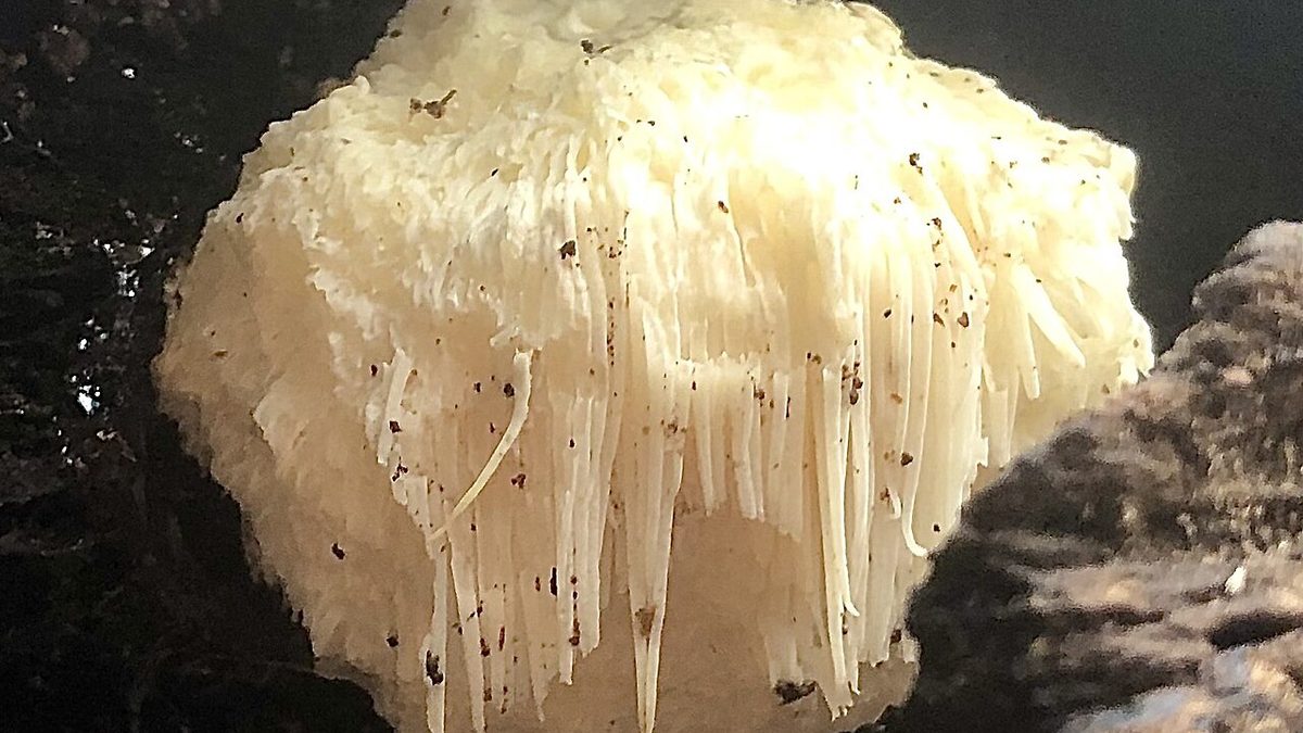 Bílá plodnice korálovce ježatého (hericium) s visícími ostny na kmeni stromu
