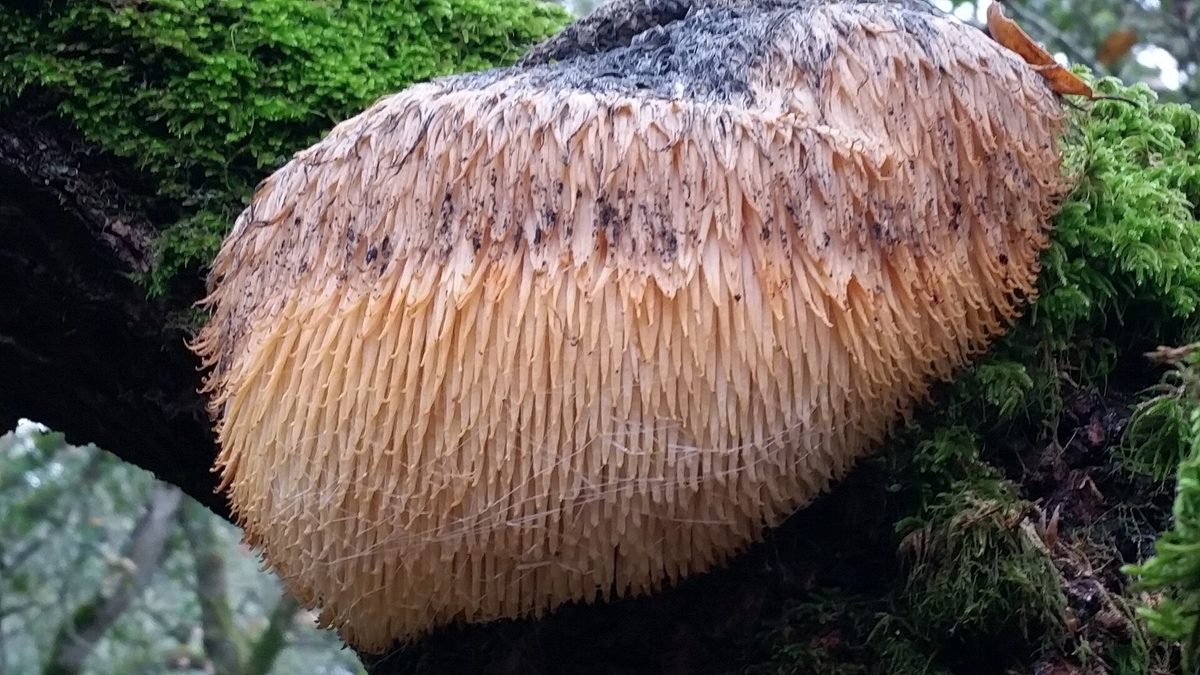 Korálovec ježatý (Hericium erinaceus), houba známá jako lví hříva, na kmeni stromu