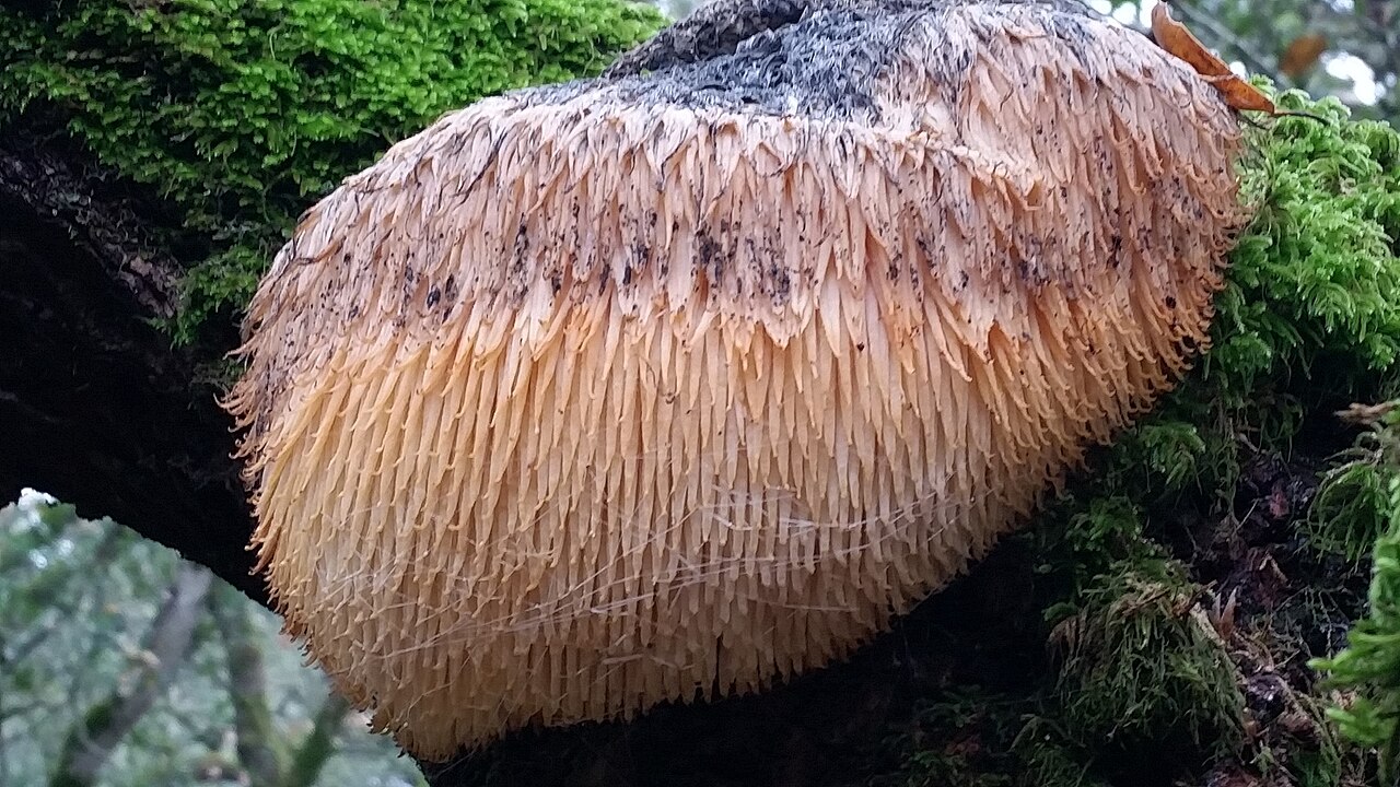 Plodnice korálovce ježatého (hericium) s dlouhými visícími ostny na kmeni stromu