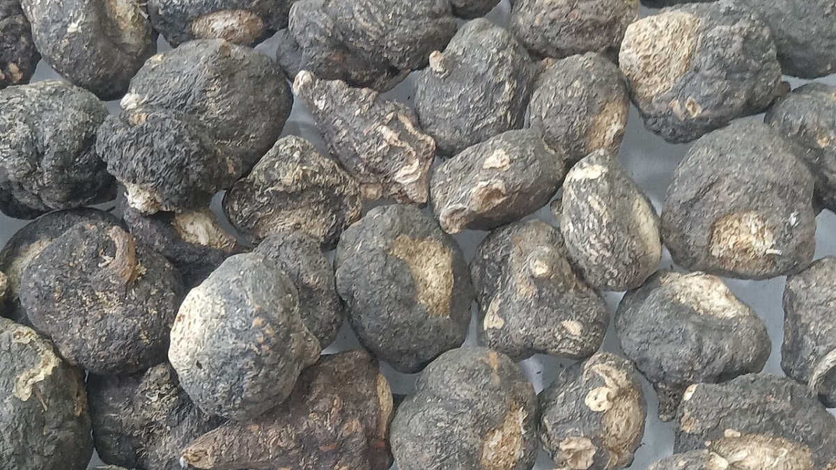 Hromada sušených kořenů černé macy s tmavou vrásčitou slupkou