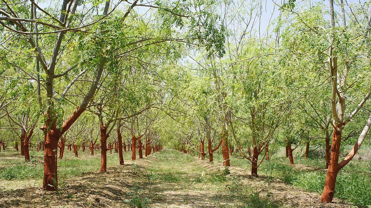 Řady stromů moringy na plantáži, kmeny natřené do červena