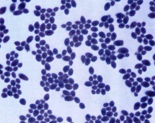 Obarvené oválné buňky kvasinky Saccharomyces boulardii pod mikroskopem