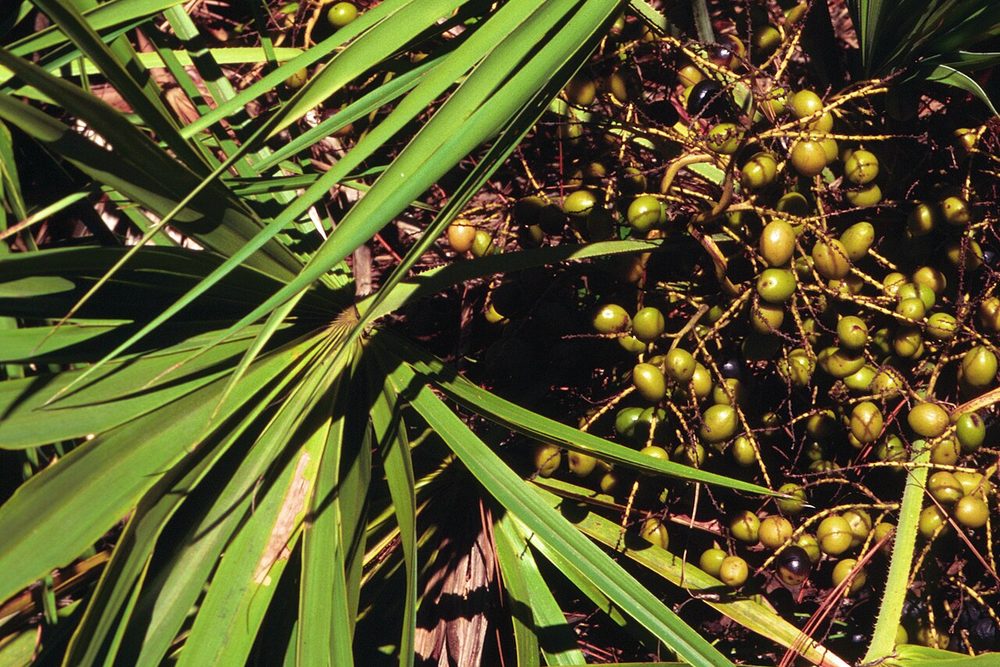 Palma sabalová (Serenoa repens) s plody