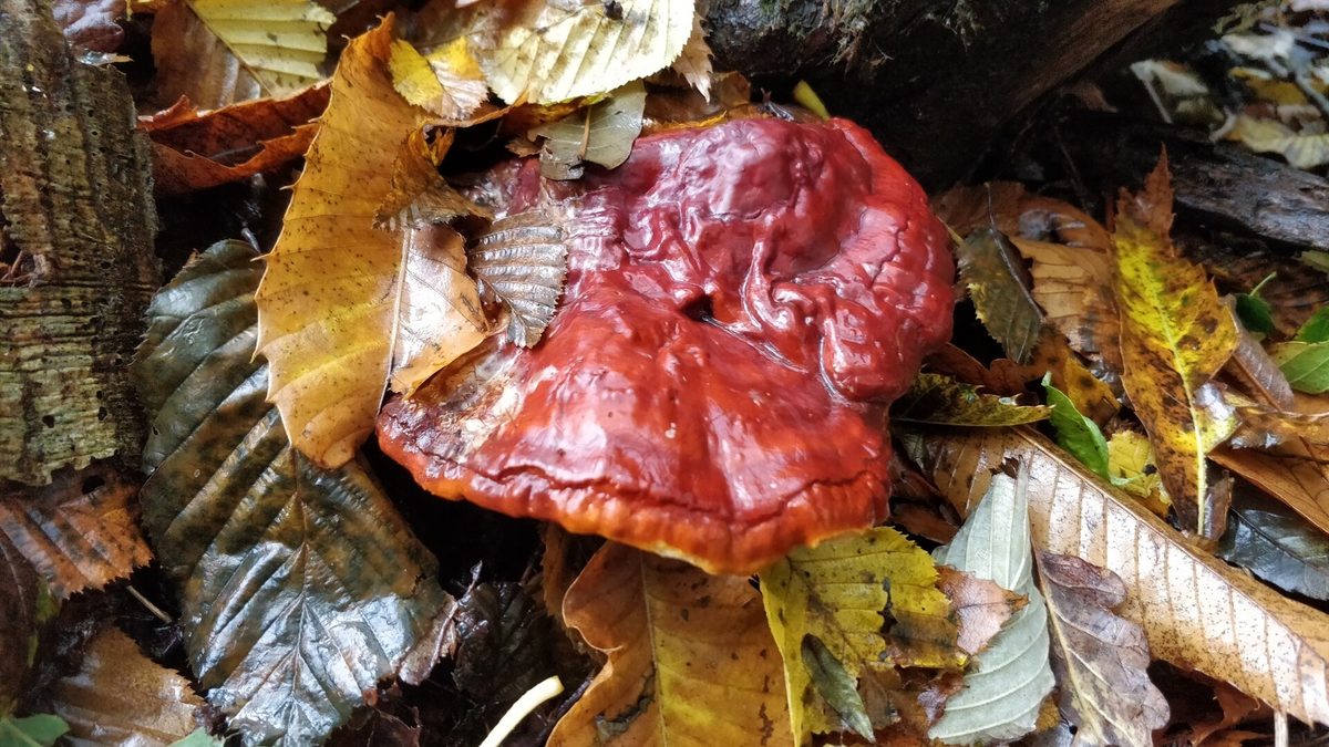Lesklá červenohnědá plodnice lesklokorky (reishi) mezi spadaným listím