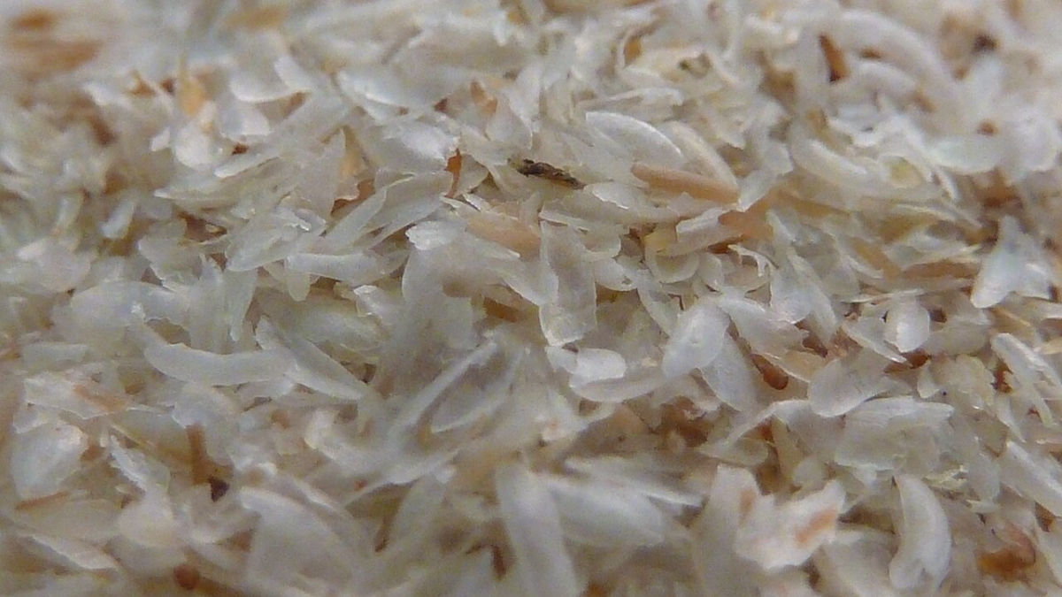 Světlé slupky semen jitrocele (psyllium) zblízka